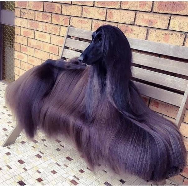 funny pics - dog with long hair