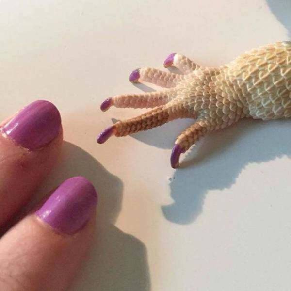 funny pics - bearded dragon painted nails