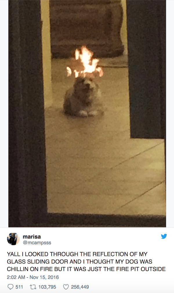 dank memes - of a Meme - marisa Yall I Looked Through The Reflection Of My Glass Sliding Door And I Thought My Dog Was Chillin On Fire But It Was Just The Fire Pit Outside 511 27 103,795 256,449