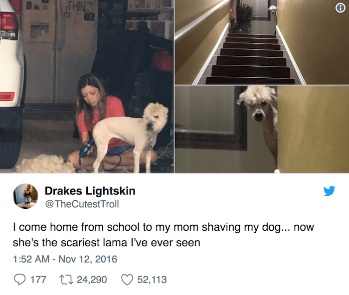 dank memes - of a dog - Drakes Lightskin Troll I come home from school to my mom shaving my dog... now she's the scariest lama I've ever seen 2 177 22 24,290 52,113