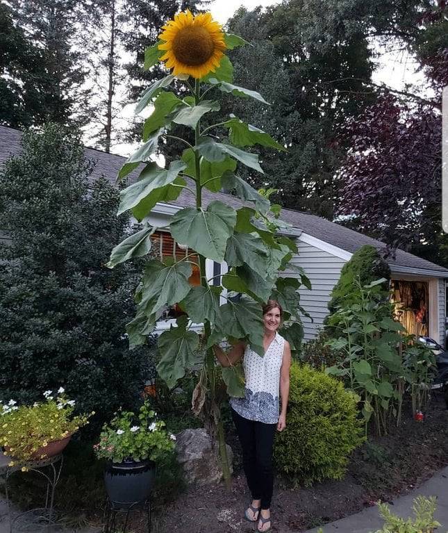 random pics - giant sunflower