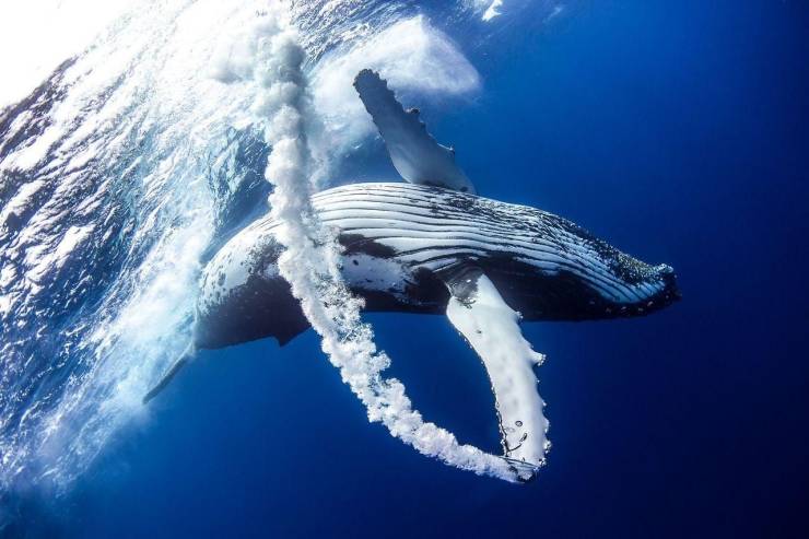 national geographic humpback whales