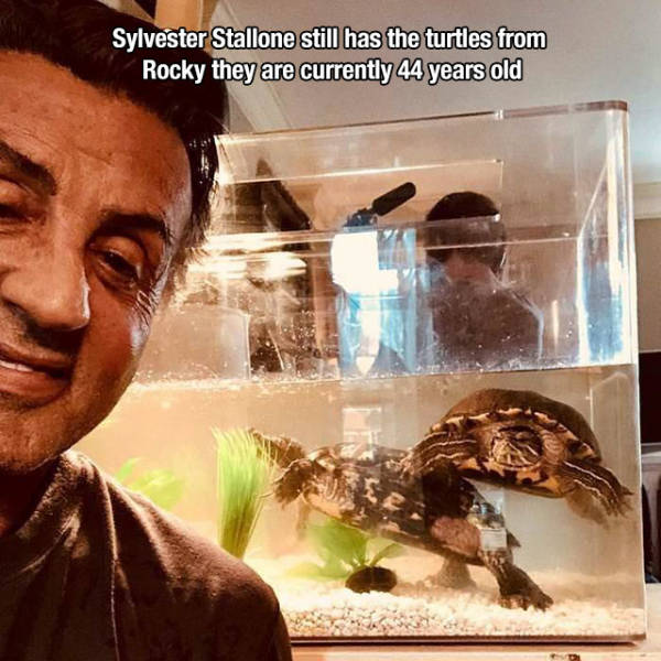 rocky turtles - Sylvester Stallone still has the turtles from Rocky they are currently 44 years old