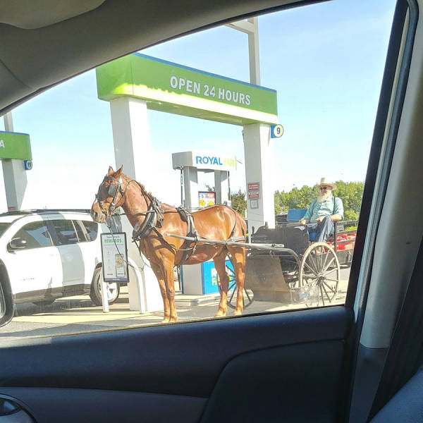 funny pics - car - Open 24 Hours Royal horse at a gas station