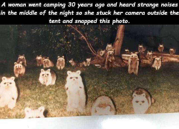 lots of racoons - A woman went camping 30 years ago and heard strange noises in the middle of the night so she stuck her camera outside the tent and snapped this photo.