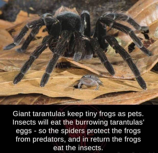 tarantulas keep frogs as pets - anuale Biegi Anu Giant tarantulas keep tiny frogs as pets. Insects will eat the burrowing tarantulas' eggs so the spiders protect the frogs from predators, and in return the frogs eat the insects.