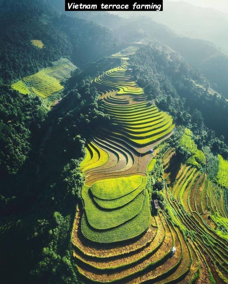 vietnam rice fields - Vietnam terrace farming