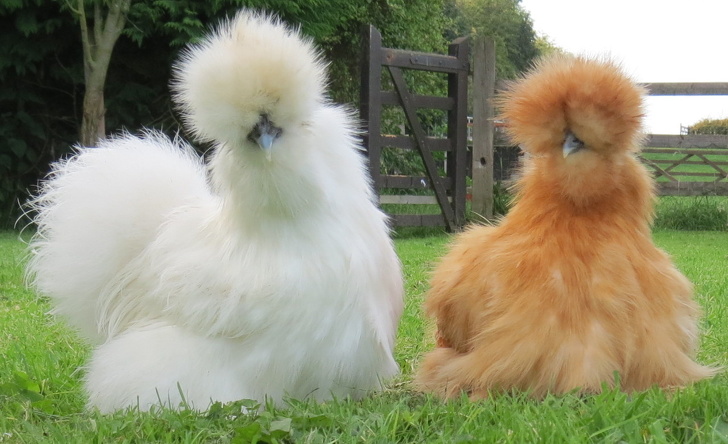 random silkie chicken