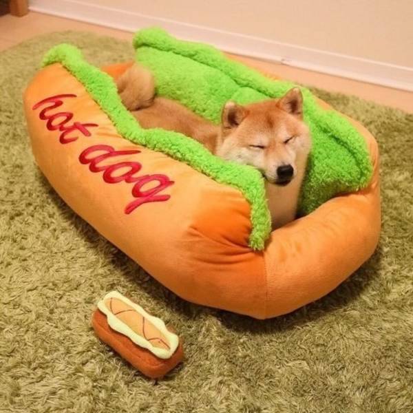 random doge hot - hot dog