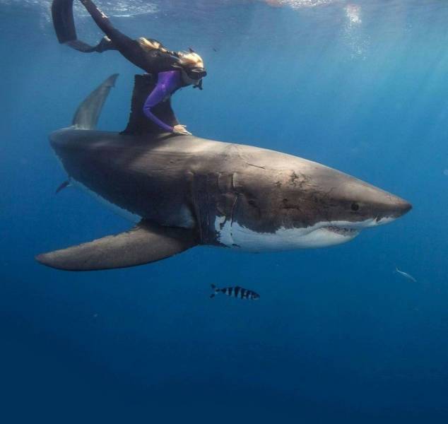 people swimming with great white sharks