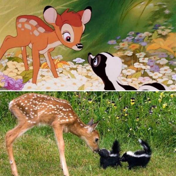 bambi real life