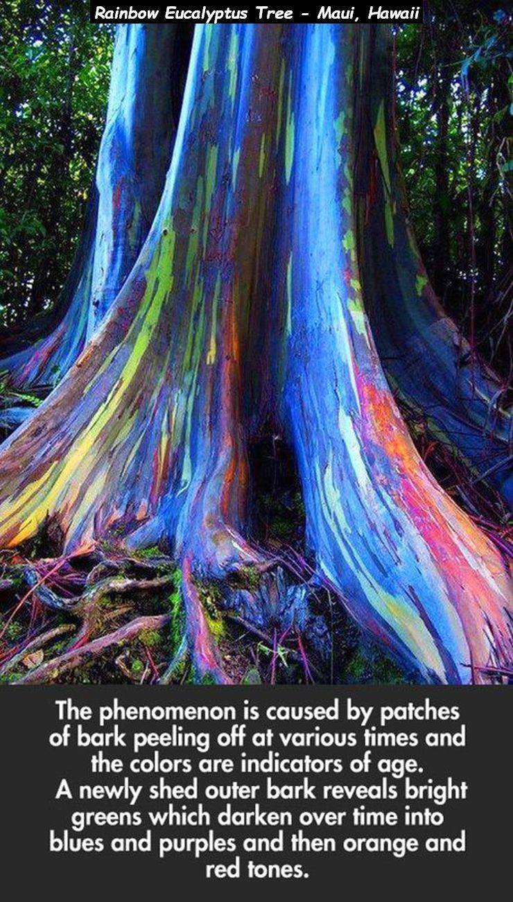 maui hawaii rainbow eucalyptus tree - Rainbow Eucalyptus Tree Maui, Hawaii The phenomenon is caused by patches of bark peeling off at various times and the colors are indicators of age. A newly shed outer bark reveals bright greens which darken over time 