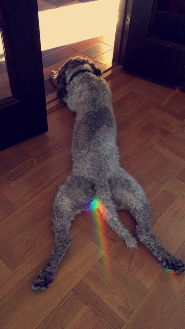rainbows shining out dog butt