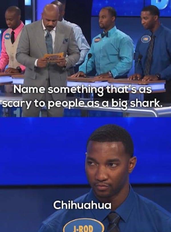family feud funny - Name something that's as scary to people as a big shark. Chihuahua JRod