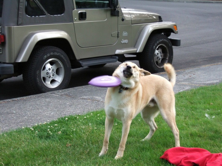 dog vs frisbee