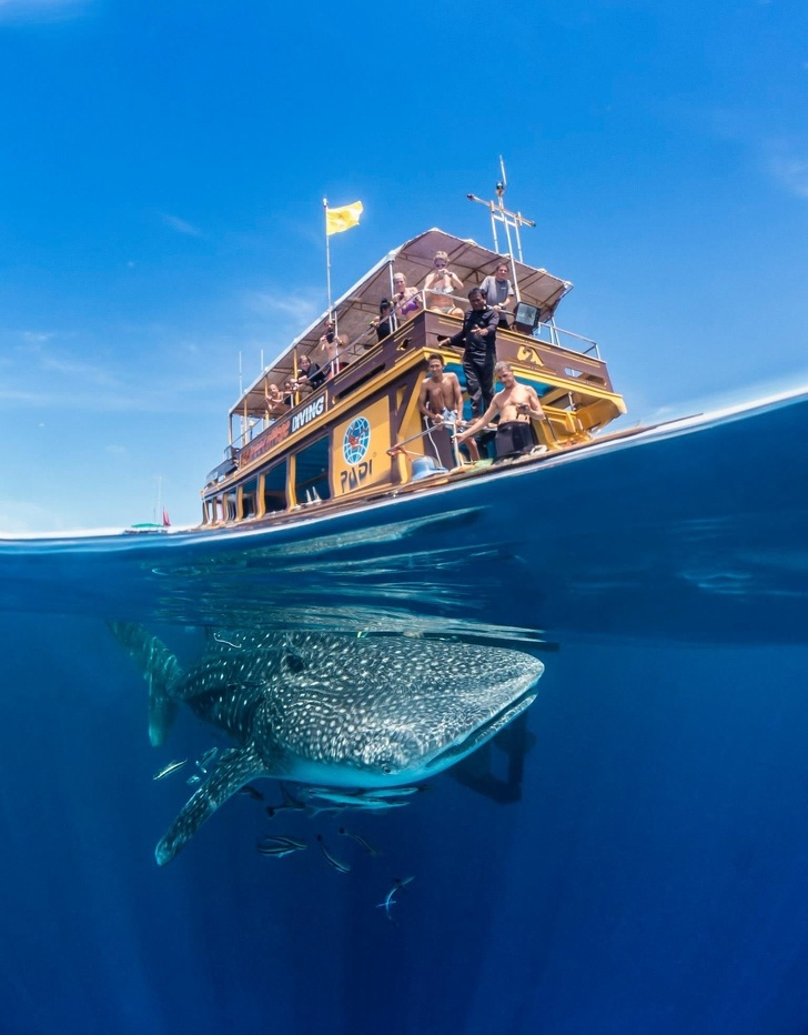 under the dive boat