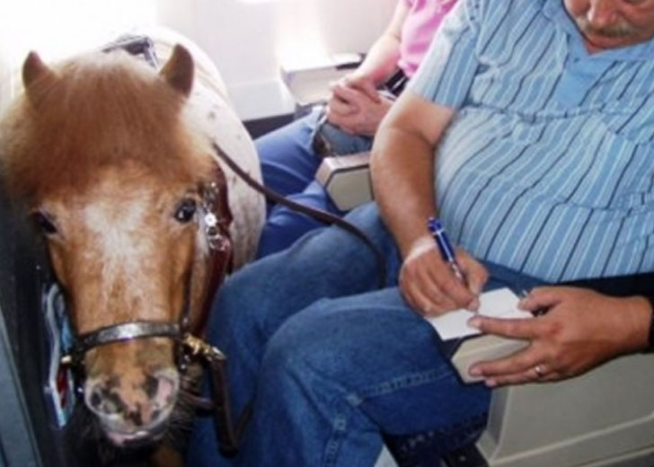 emotional support animals on planes