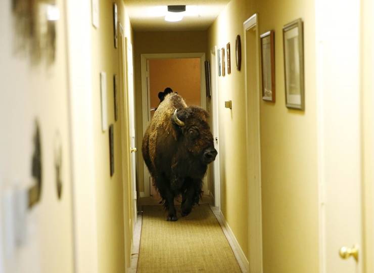 bison in hallway