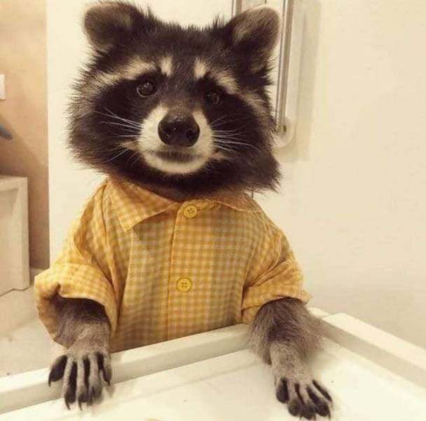 cute raccoon in clothes
