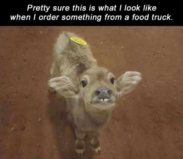 look ordering from a food truck cow meme - Pretty sure this is what I look when I order something from a food truck.