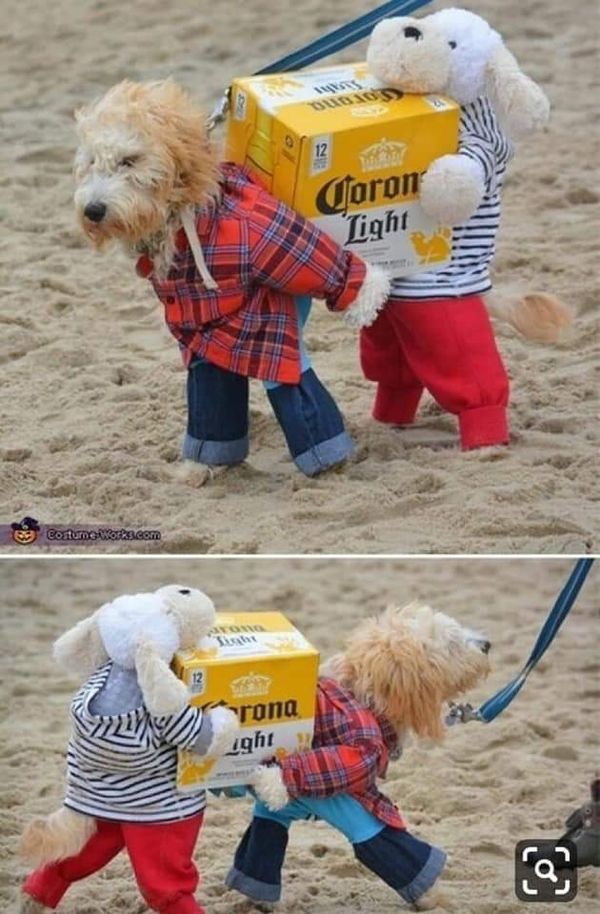 halloween costume for dogs