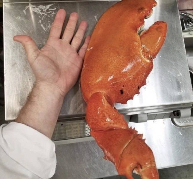 5 pound lobster - Boom