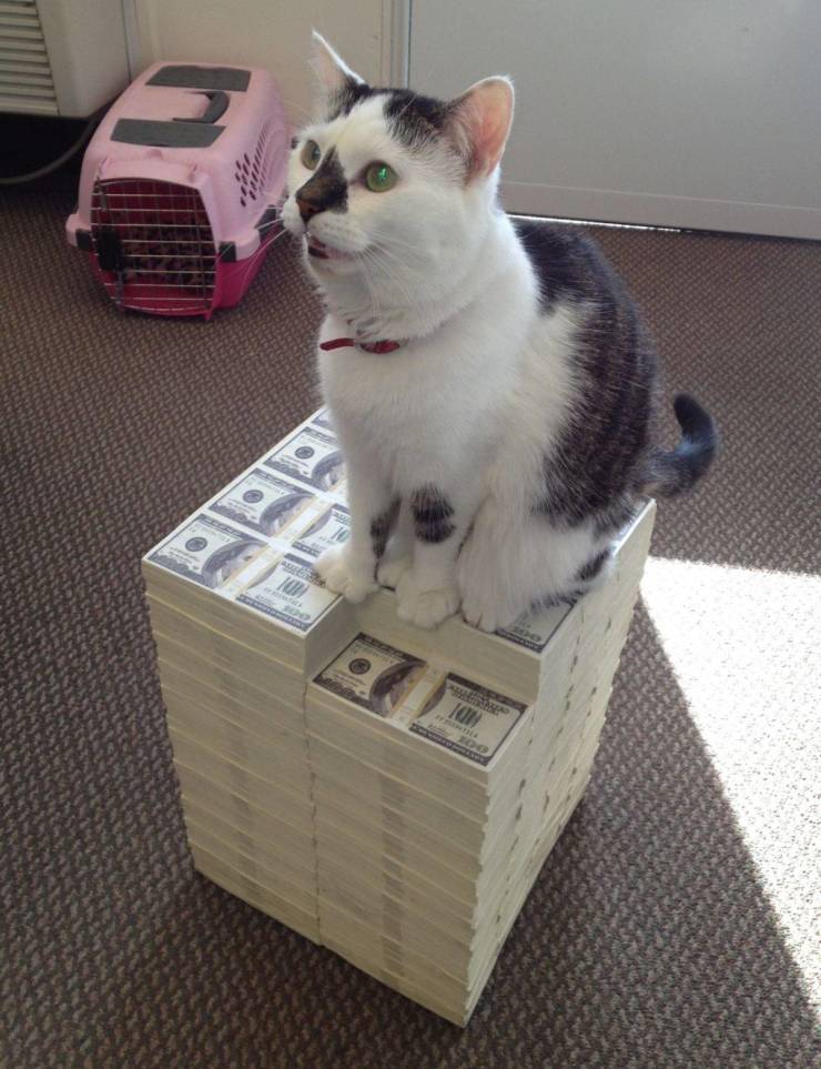 cats and money