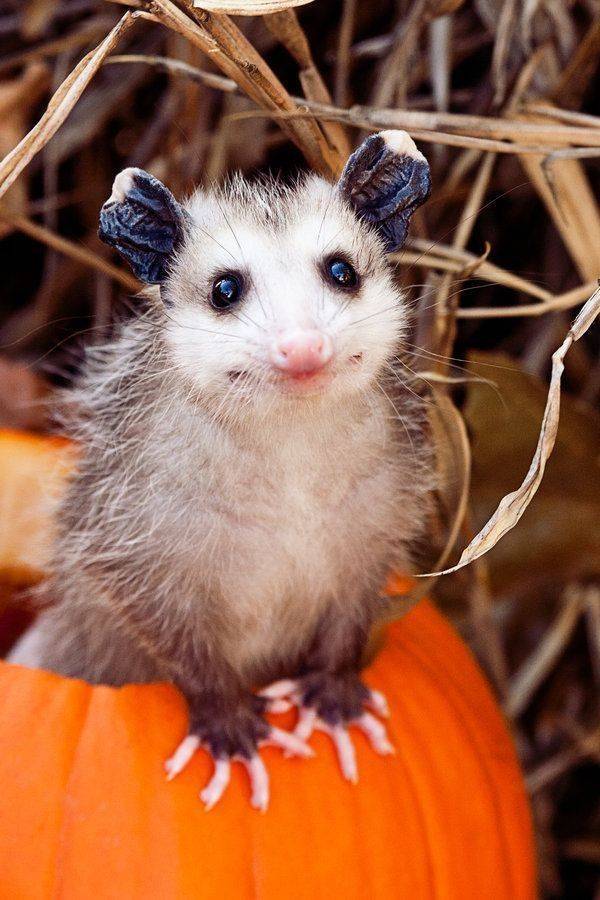 possum in a pumpkin