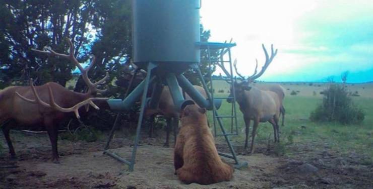 bear and elk at feeder