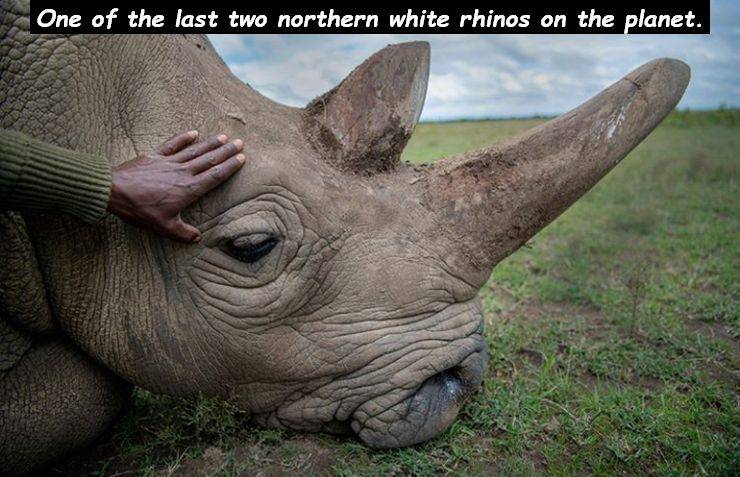 rhinoceros - One of the last two northern white rhinos on the planet.
