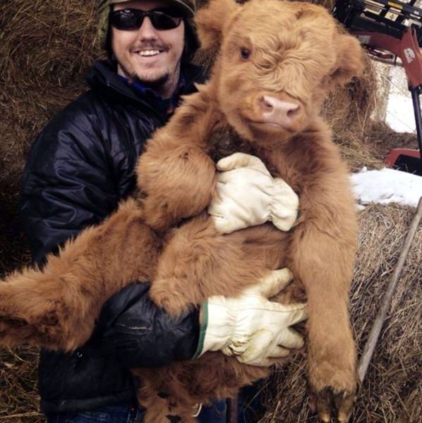 scottish highland cow baby