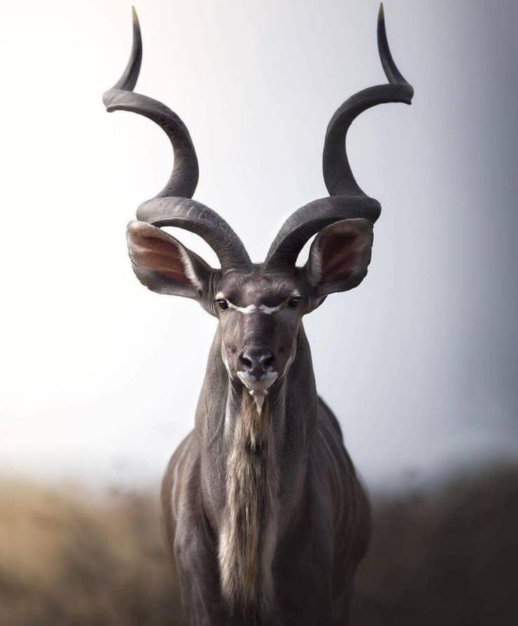 michele bavassano kudu