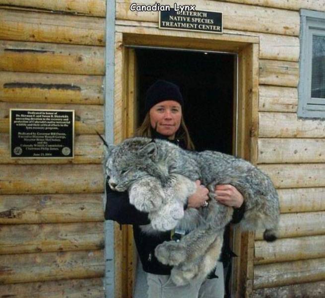 cute lynx paws - Canadian Lynx Ueterich Native Species Treatment Center