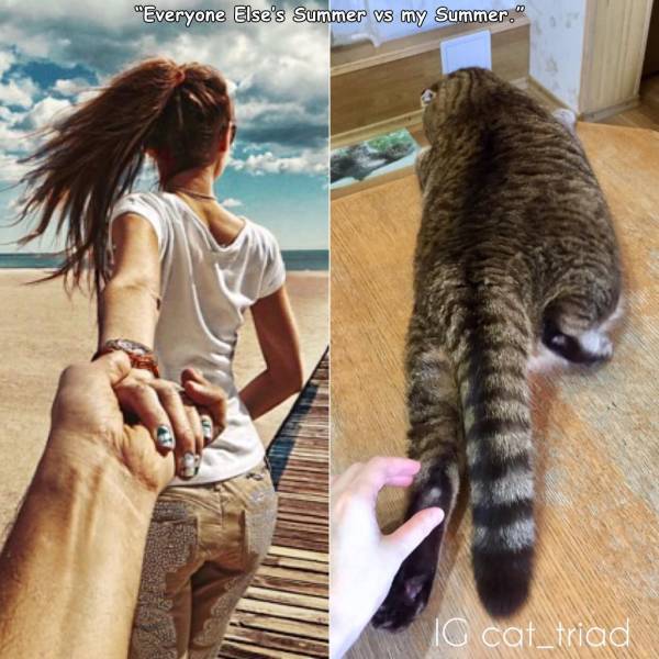 follow me - "Everyone Else's Summer vs my Summer." Io cat_triad