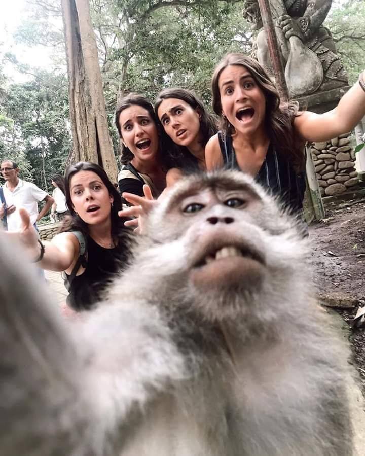 monkey forest bali selfie