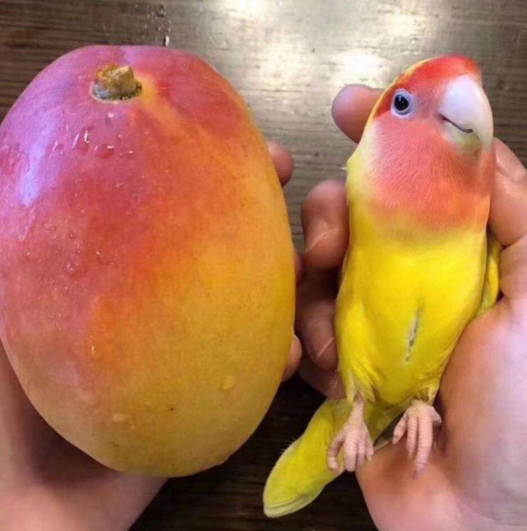 mango bird