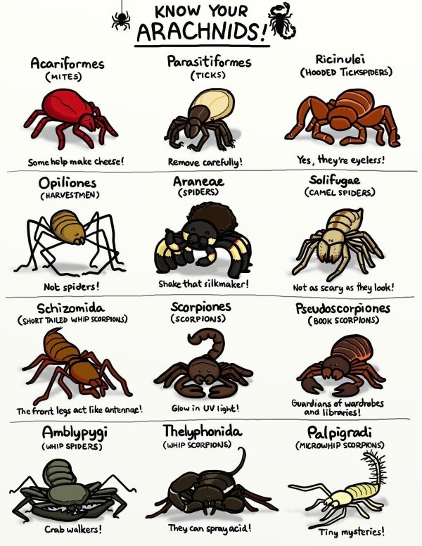 know your arachnids - Know Your Arachnids! Parasitiformes Ticks Acariformes Mites Ricinulei Hooded Tickspiders Some help make cheese! Opiliones Harvestmen Remove carefully! Araneae Spiders Yes, they're eyeless! Solifugae Camel Spiders Not spiders! Schizom