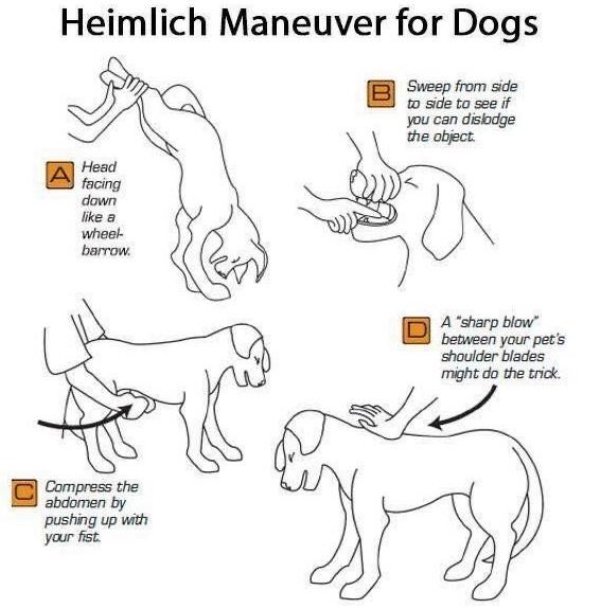 heimlich maneuver dogs - Heimlich Maneuver for Dogs Sweep from side to side to see if you can disbdge the object. Head facing down a wheel barrow. A "sharp blow between your pet's shoulder blades might do the trick. Compress the abdomen by pushing up with
