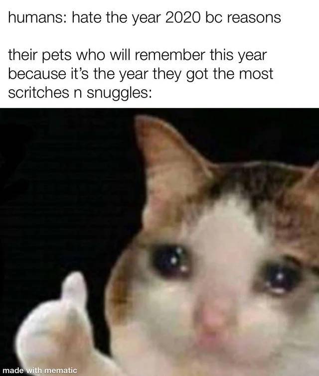 crying thumbs up cat - humans hate the year 2020 bc reasons their pets who will remember this year because it's the year they got the most scritches n snuggles made with mematic
