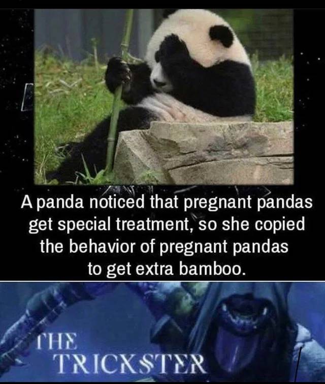 amazing some interesting facts - A panda noticed that pregnant pandas get special treatment, so she copied the behavior of pregnant pandas to get extra bamboo. The Trickster
