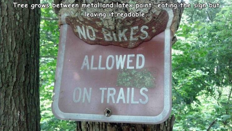 trees eat things - Tree grows between metal and latex paint, eating the sign but leaving it readable. NO_BIKES Allowed On Trails