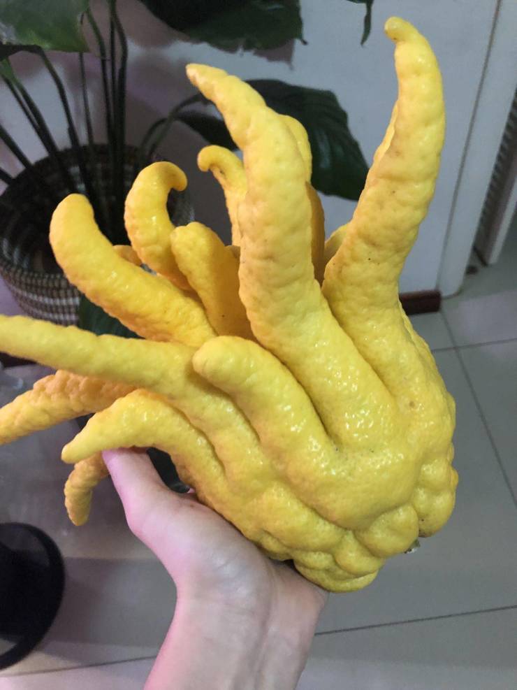 buddha's hand