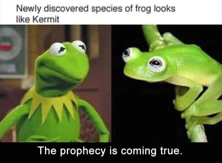 hyalinobatrachium dianae - Newly discovered species of frog looks Kermit The prophecy is coming true.