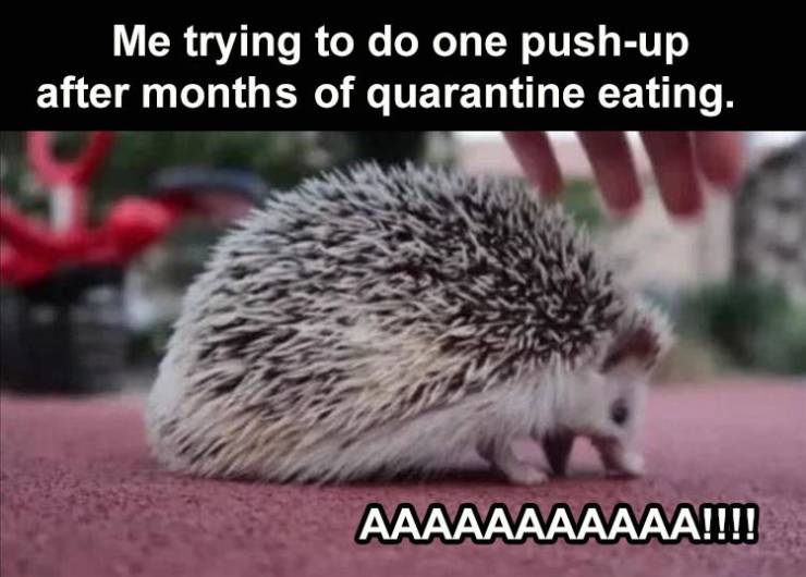 hedgehog screaming at ground - Me trying to do one pushup after months of quarantine eating. Aaaaaaaaaaa!!!!