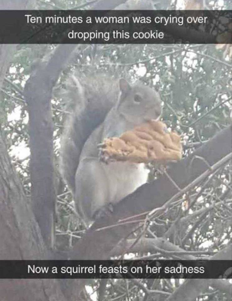 Sadness - Ten minutes a woman was crying over dropping this cookie Now a squirrel feasts on her sadness