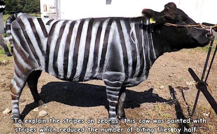 zebra painted cows - w "To explain the stripes on zebras, this cow was painted with stripes which reduced the number of biting flies by half.