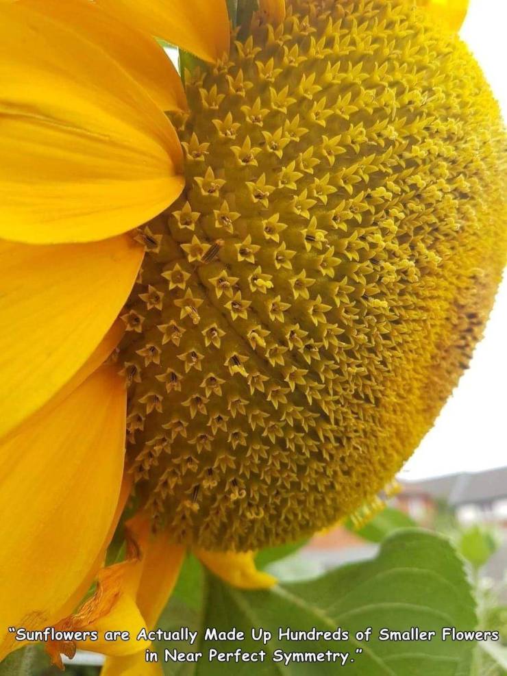 "Sunflowers are Actually Made Up Hundreds of Smaller Flowers in Near Perfect Symmetry."