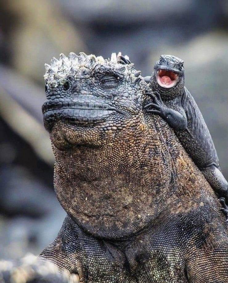 marine iguana cute