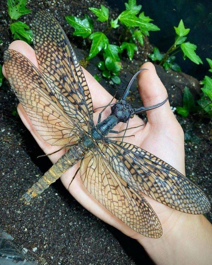 giant chinese fly