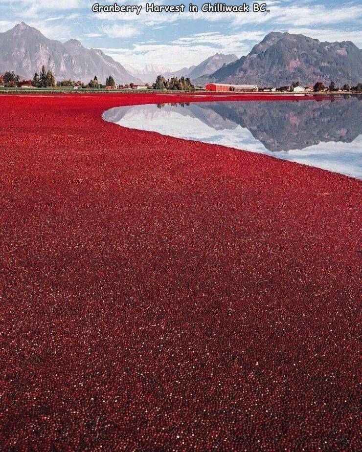cranberry field - Cranberry Harvest in Chilliwack Bc.